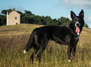 Portrait of dog on field against sky