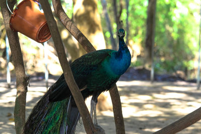 Close-up of peacock