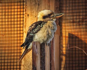 Close-up of bird perching in cage