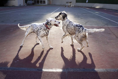 Dogs playing in the park