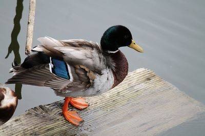 Bird perching on wood against lake