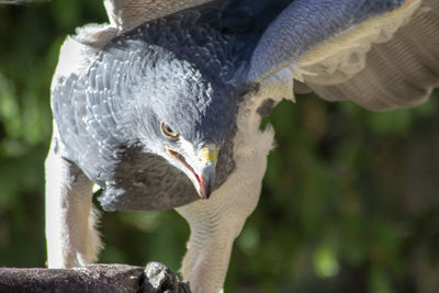 Close-up of eagle