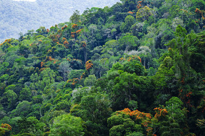 High angle view of trees in forest