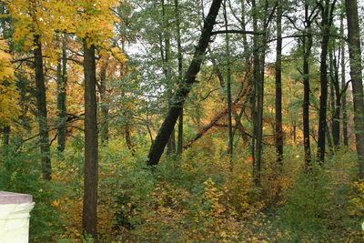 Trees in forest