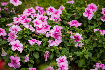 Close-up of pink flowering plants