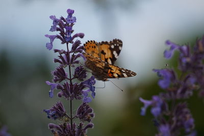 Butterfly pollinating on purple flower