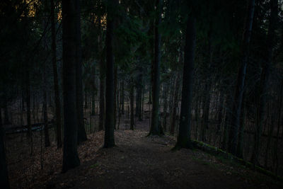 Trees in forest