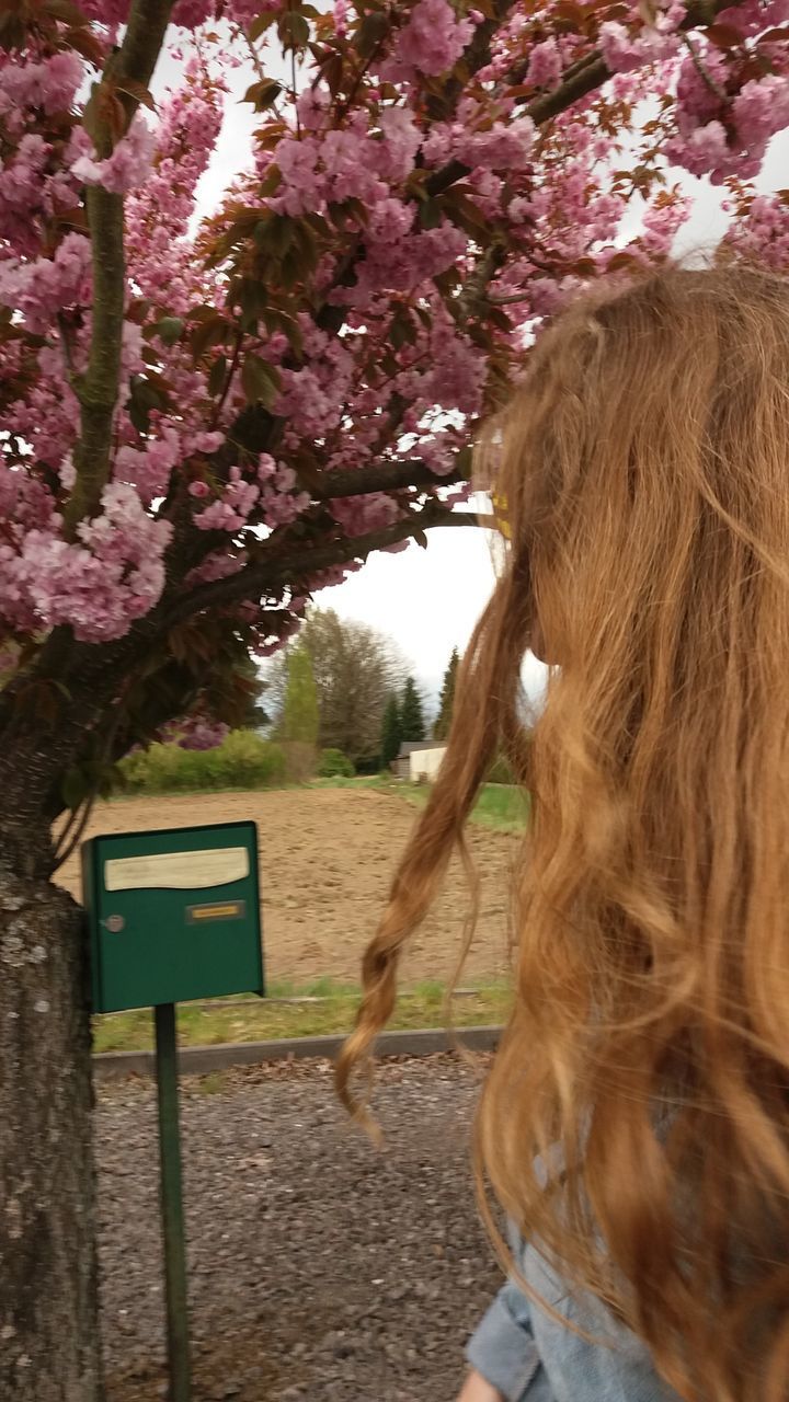 CLOSE-UP OF HORSE ON TREE AGAINST BLURRED BACKGROUND