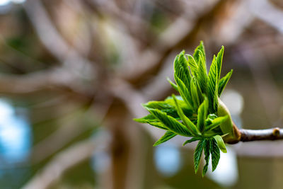 Close-up of fresh green leaves