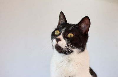 Close-up of a cat against white background