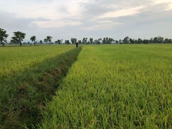 Scenic view of agricultural field against sky