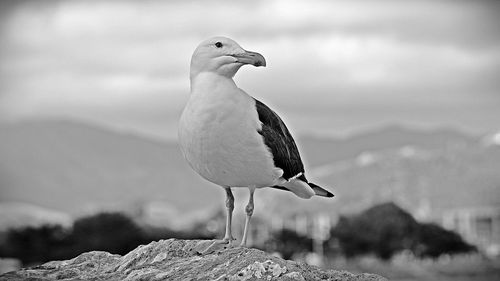 Close-up of bird perching against sky