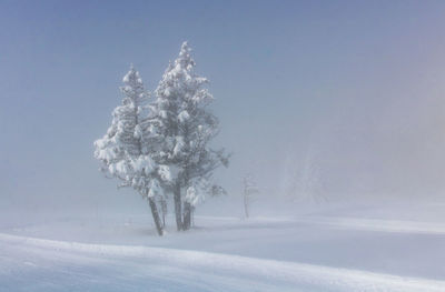 Trees on snow covered field in misty morning