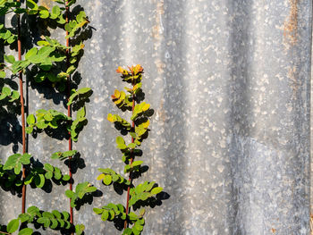 The rusty corrugated iron fence with the phyllanthus reticulatus poir leaf