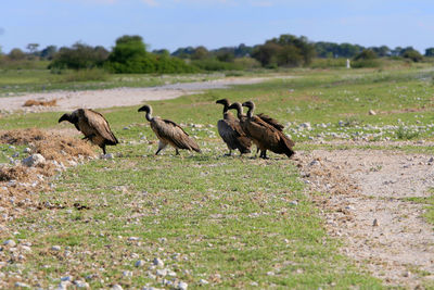 Vultures on field against sky