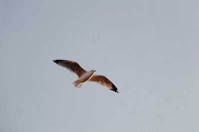 Low angle view of bird flying in sky