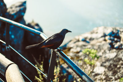 Close-up of bird perching on metal