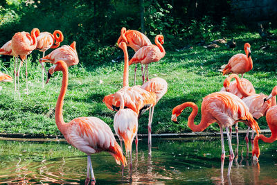 Flamingos at lakeshore in zoo