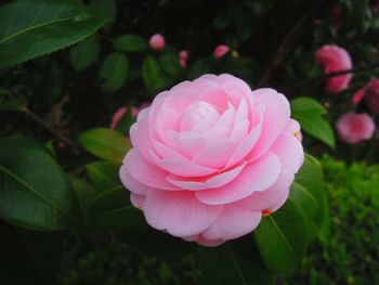 Close-up of pink rose