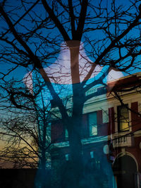 Low angle view of bare trees against the sky