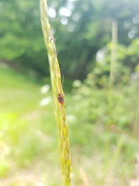 Close-up of insect on plant