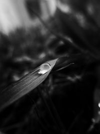 Close-up of water drop on leaf