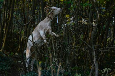 Sheep standing on tree trunk in field