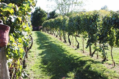 Trees and plants in field