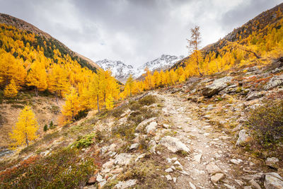 Scenic view of yellow autumn trees against sky