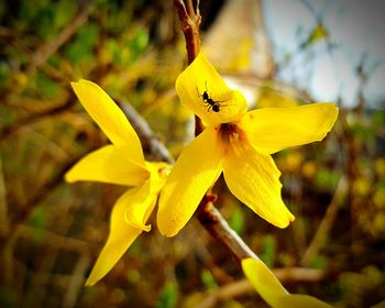 Close-up of yellow flower