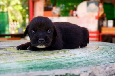 Portrait of black dog