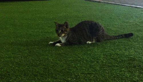 Portrait of a cat on green field