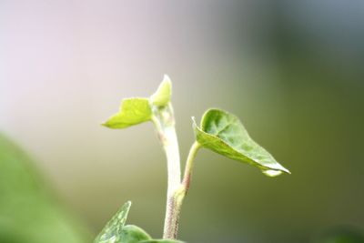 Close-up of plant growing outdoors