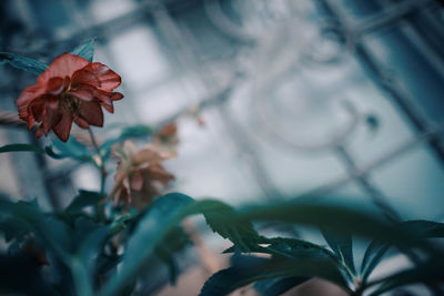 Close-up of flowering plant