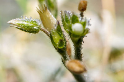 Close-up of flower buds growing outdoors