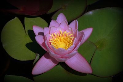 Close-up of lotus water lily in pond