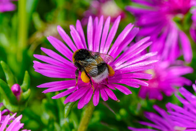 Close-up of bee pollinating on pink flower