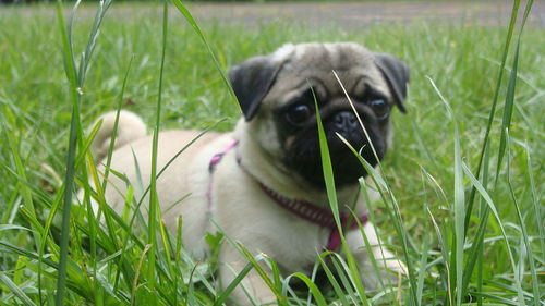 Close-up of dog on grassy field