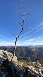 Bare tree on landscape against sky