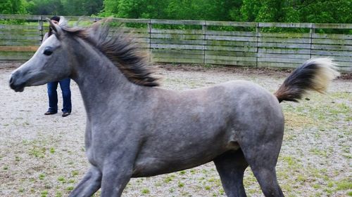 Horse on field