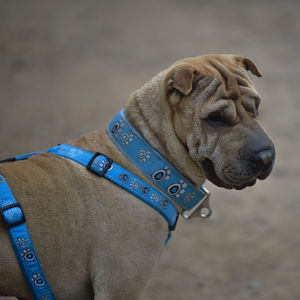 Close-up of dog looking away