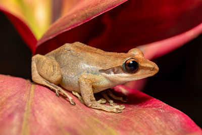 Close-up of frog