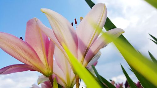 Close-up of day lily blooming against sky