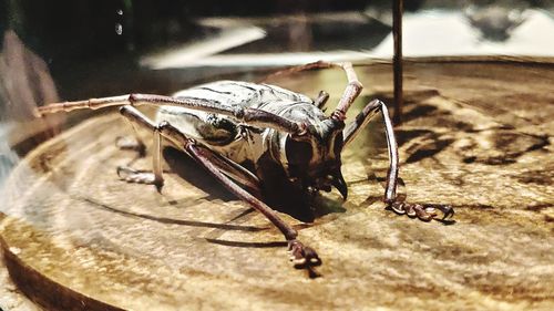 Close-up of insect on land