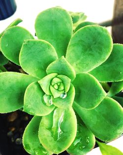 Close-up high angle view of succulent plant