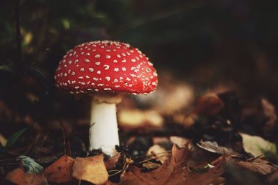 Close-up of fly agaric mushroom