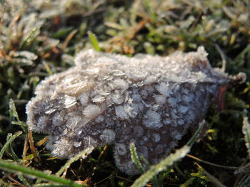 Close-up of fungus growing on tree trunk