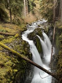 Scenic view of waterfall in forest