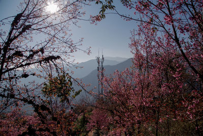 Low angle view of cherry blossoms against sky