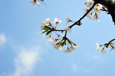 Low angle view of apple blossoms in spring against sky